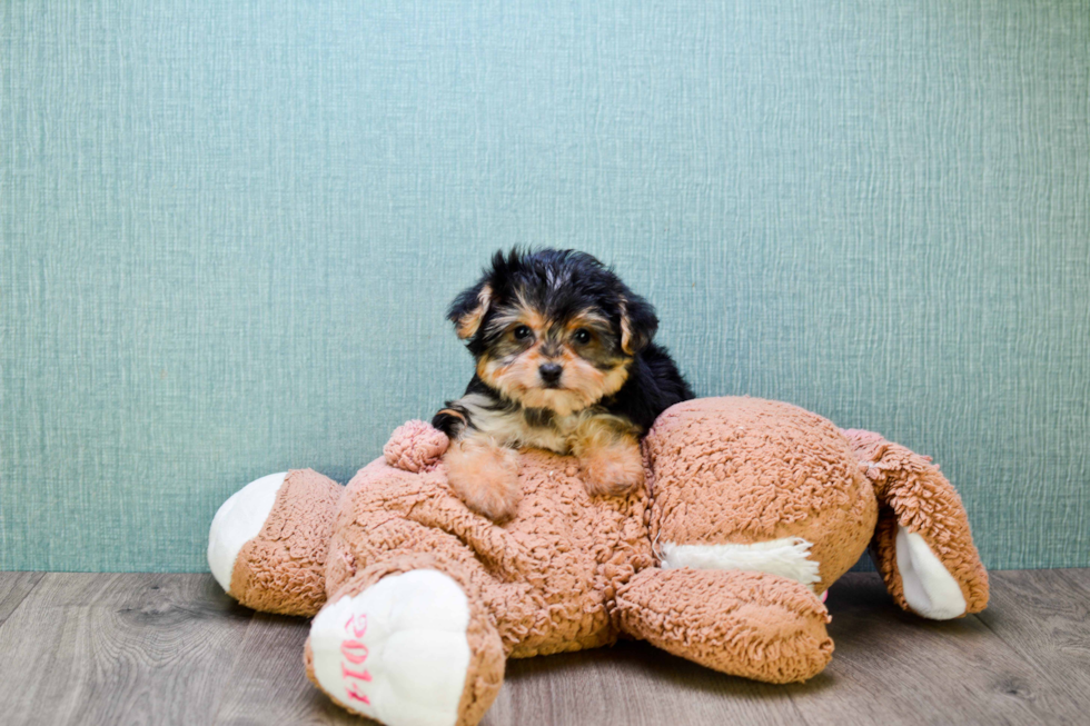 Best Yorkie Poo Baby