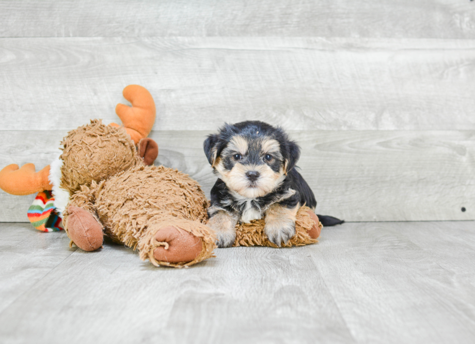Morkie Puppy for Adoption
