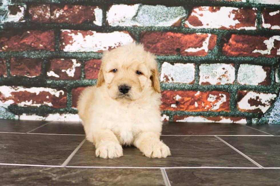 Best Mini Goldendoodle Baby