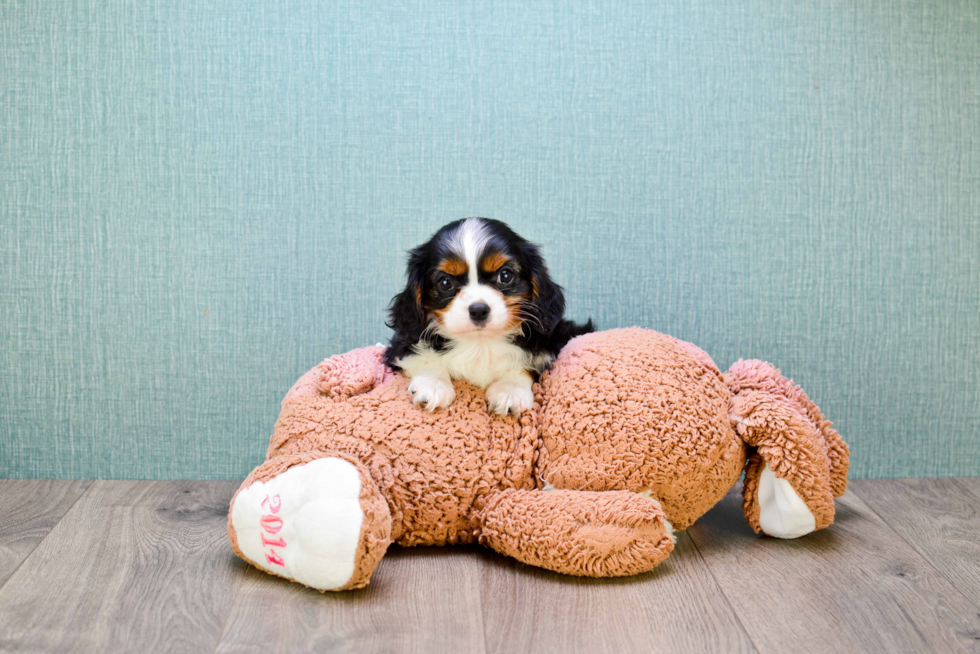 Energetic Cavalier King Charles Spaniel Purebred Puppy