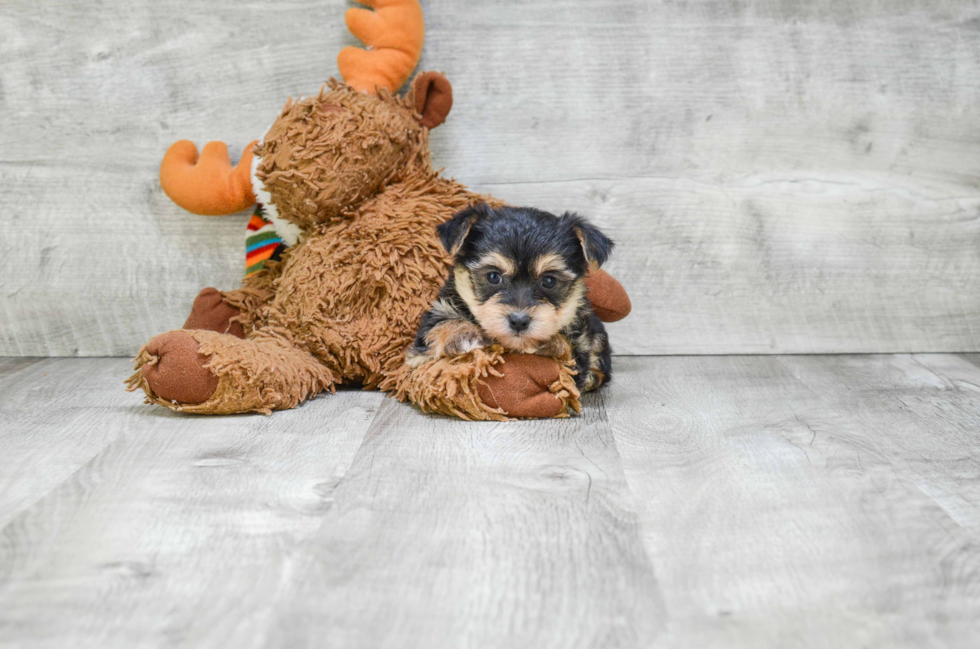 Fluffy Morkie Designer Pup