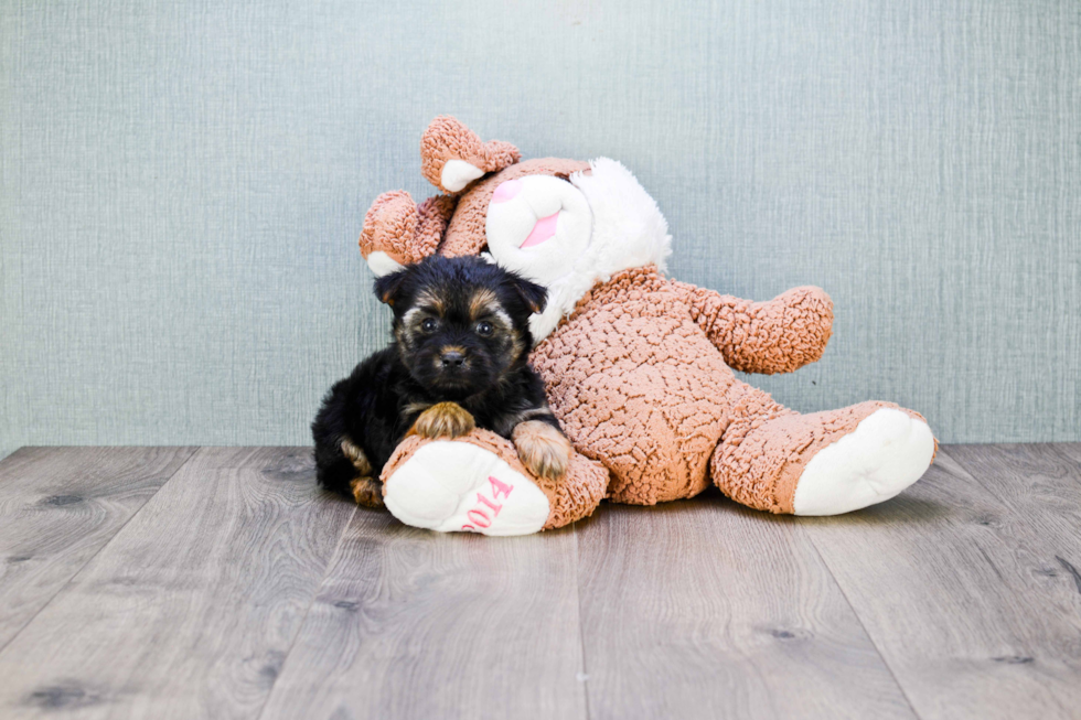 Smart Morkie Designer Pup