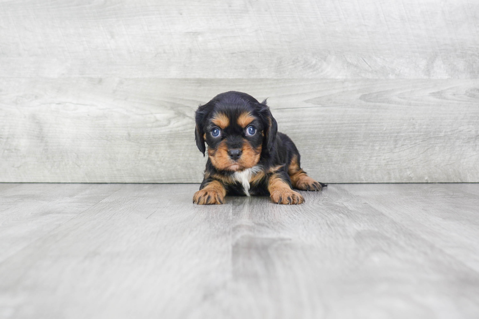 Smart Cavalier King Charles Spaniel Purebred Puppy