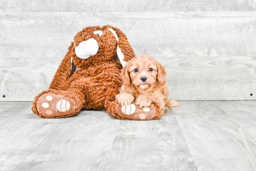 Best Cavapoo Baby