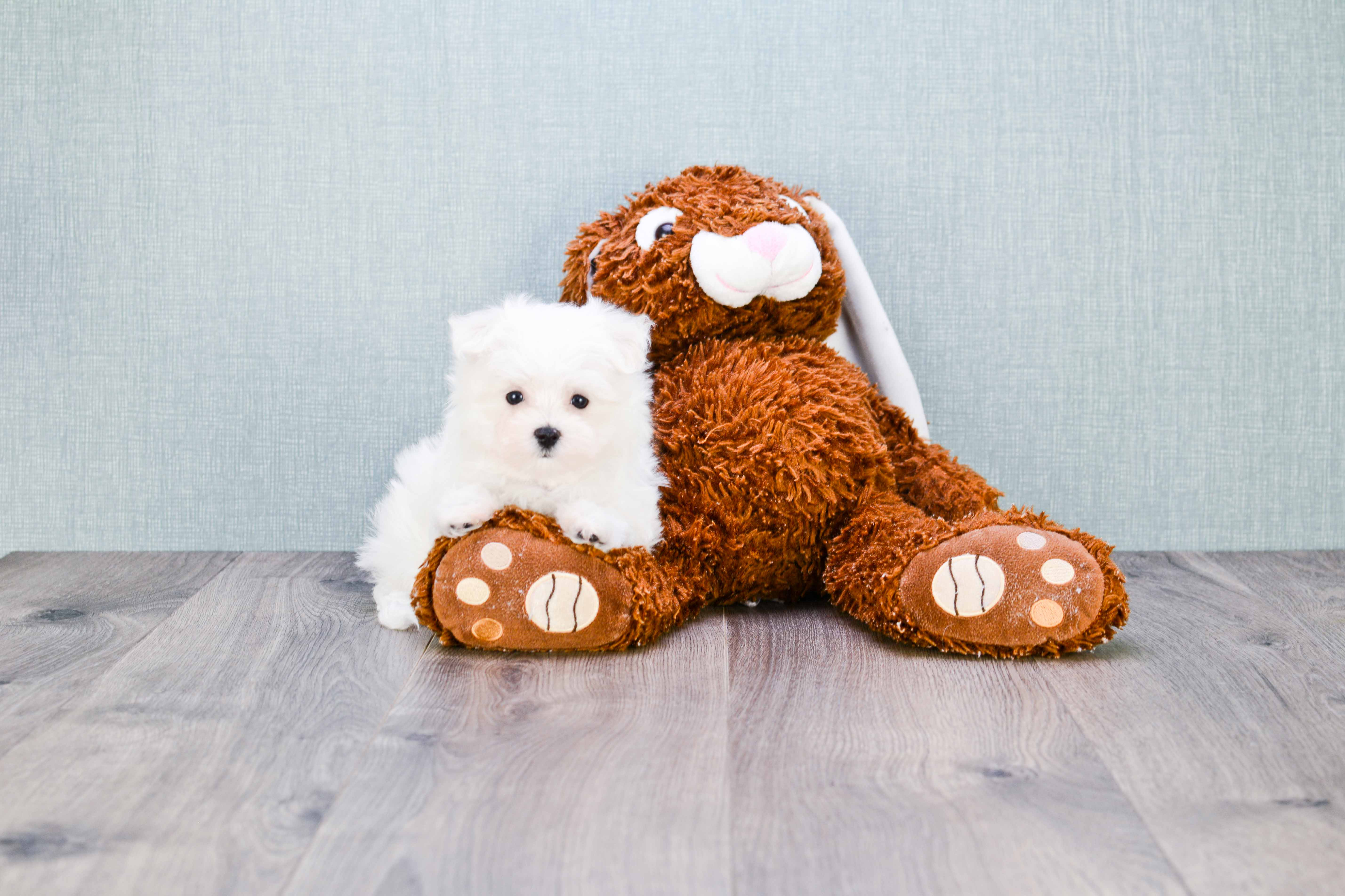 Best Maltese Baby