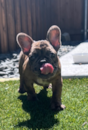 French Bulldog Breed: Complete Description - Premier Pups French Bulldog Breed: Complete Description - Premier Pups