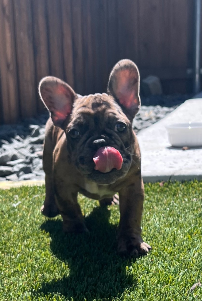 Akc Registered French Bulldog Purebred Pup