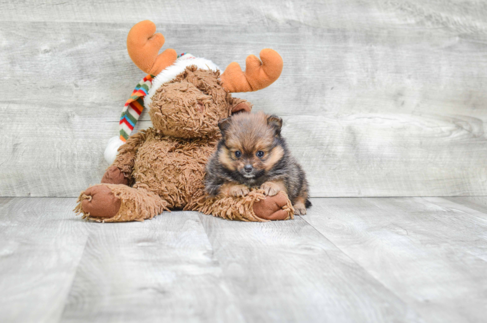 Pomeranian Pup Being Cute