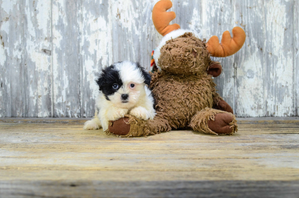 Fluffy Teddy Bear Designer Pup