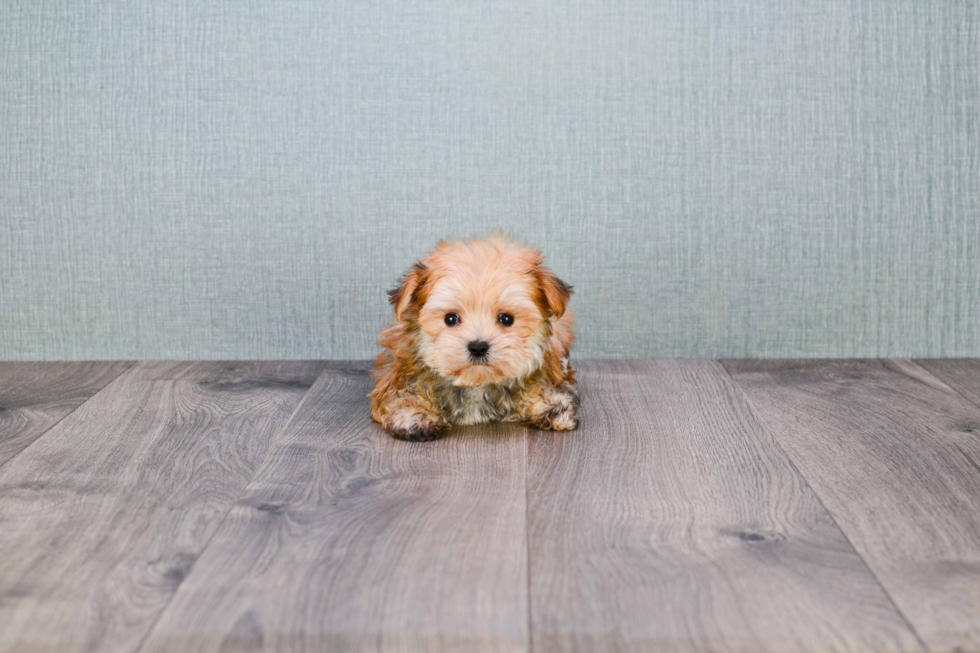 Morkie Puppy for Adoption