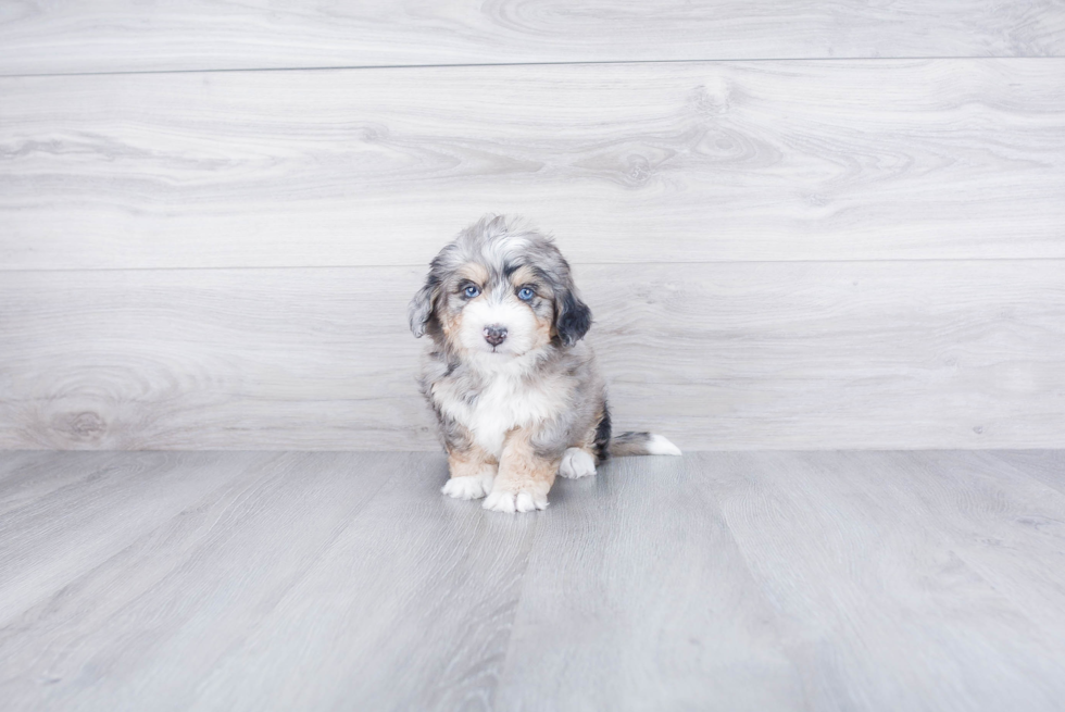 Best Mini Bernedoodle Baby