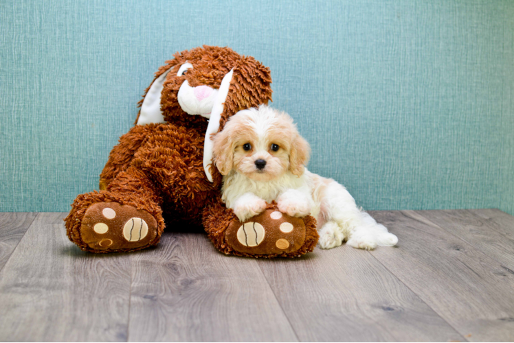 Playful Cavalier Designer Puppy