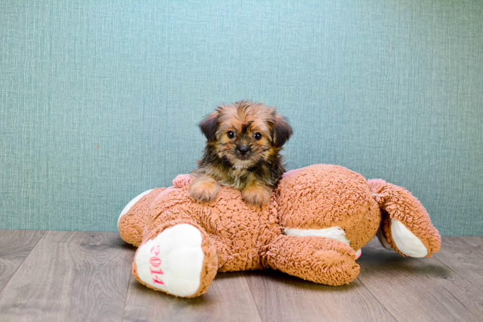 Energetic Shorkie Designer Puppy