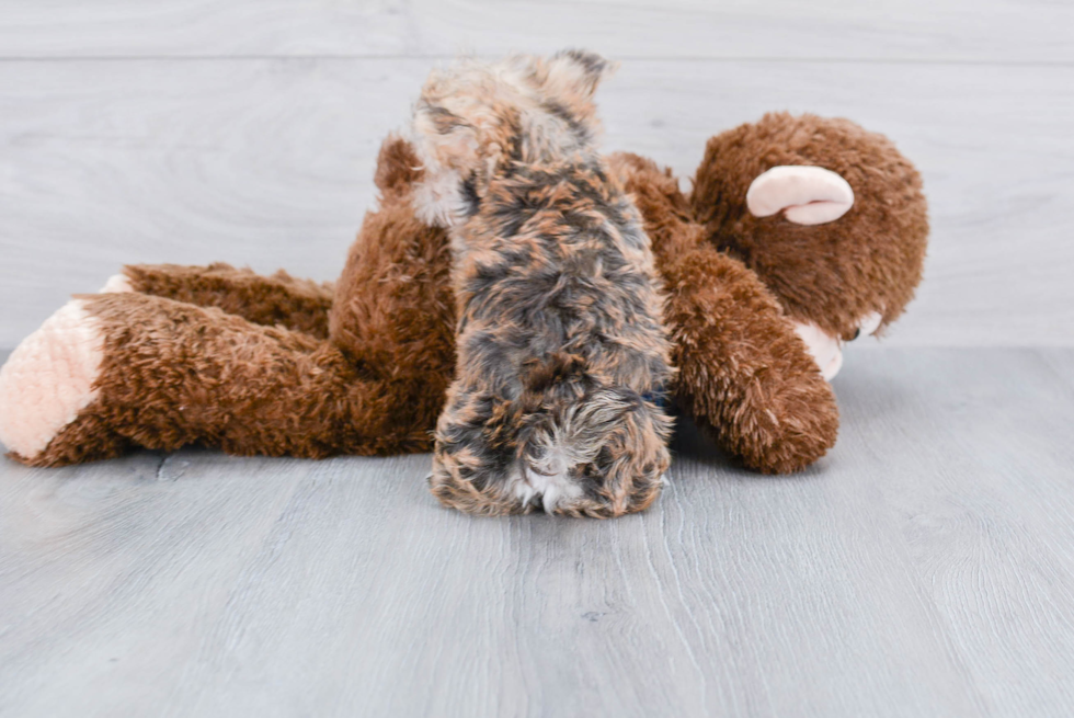 Energetic Yorkie Designer Puppy