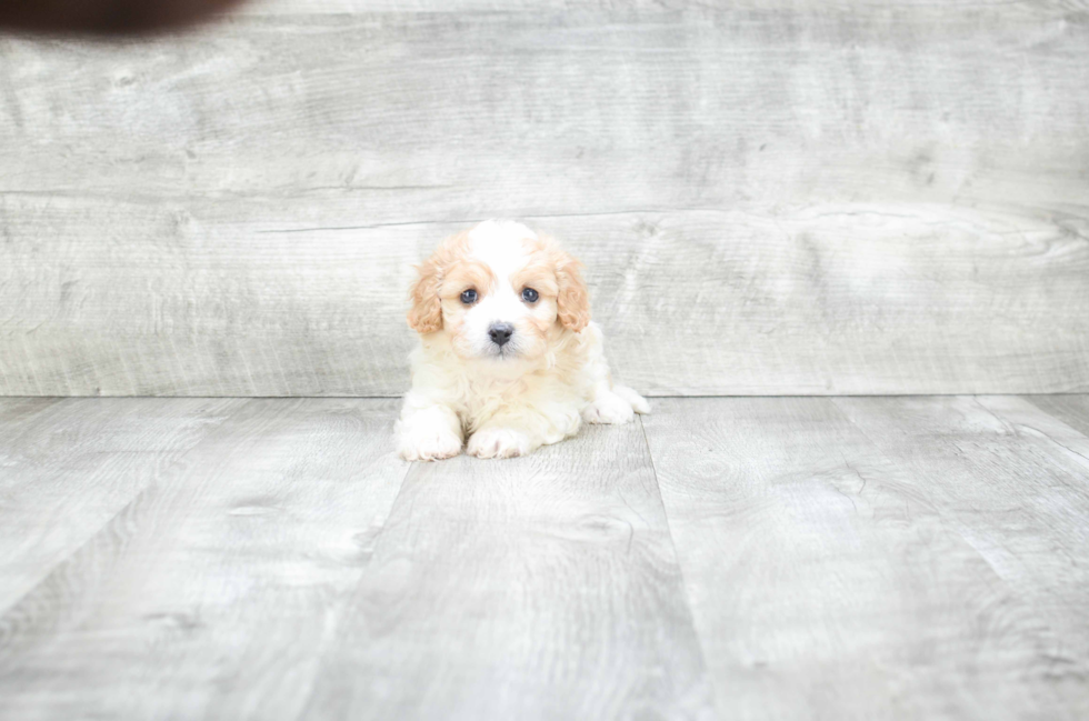 Cavachon Puppy for Adoption