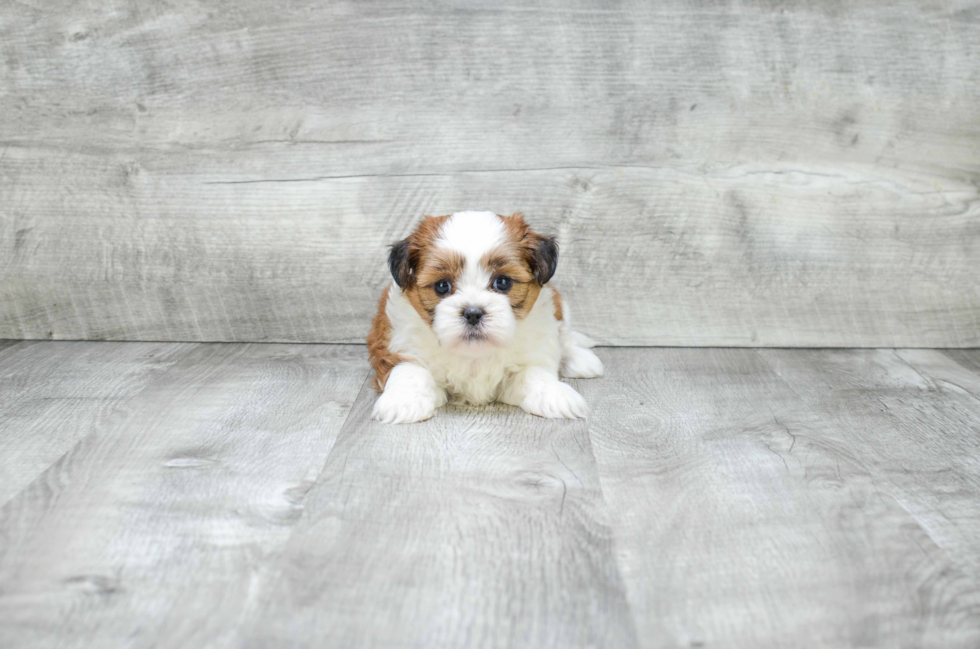 Teddy Bear Pup Being Cute