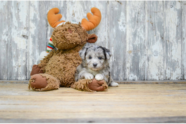 Best Mini Aussiedoodle Baby