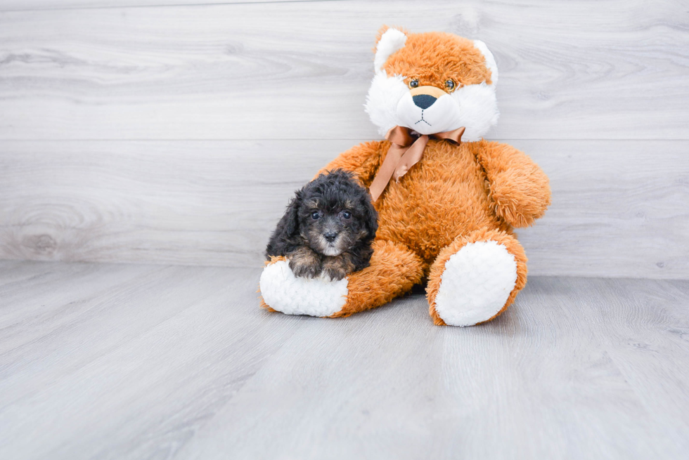 Friendly Poodle Purebred Pup