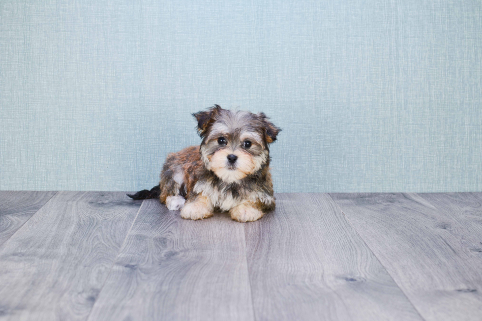 Morkie Puppy for Adoption