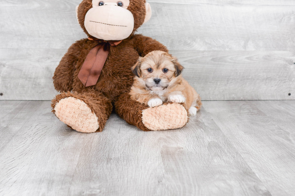 Petite Teddy Bear Designer Pup