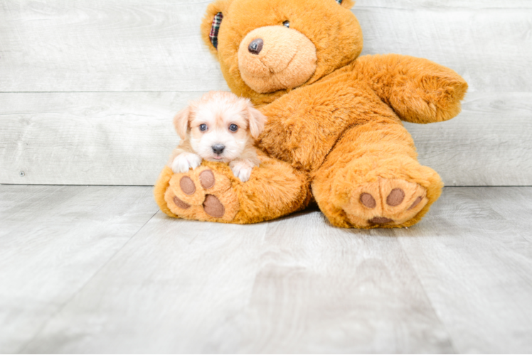 Playful Yorkie Designer Puppy