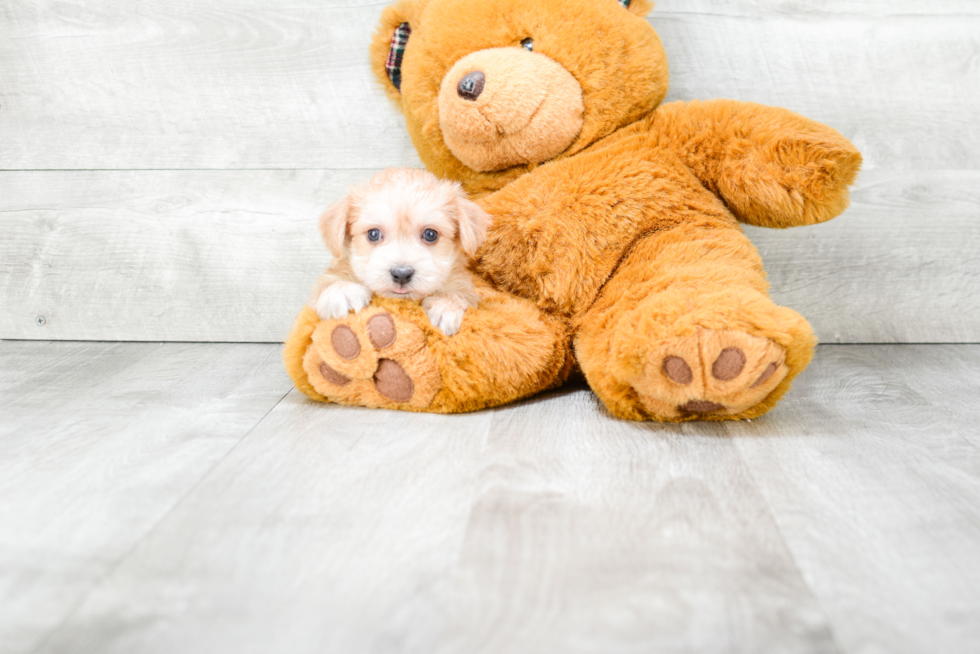 Playful Yorkie Designer Puppy
