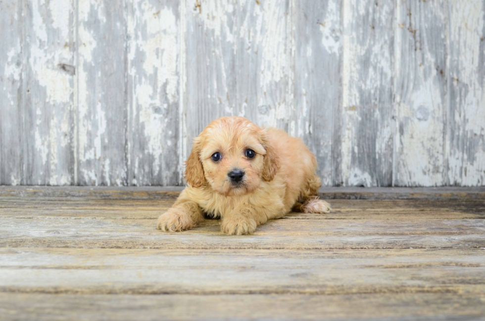 Energetic Cavalier Designer Puppy