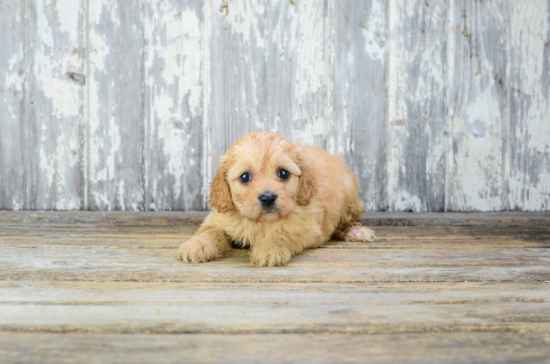 Energetic Cavalier Designer Puppy