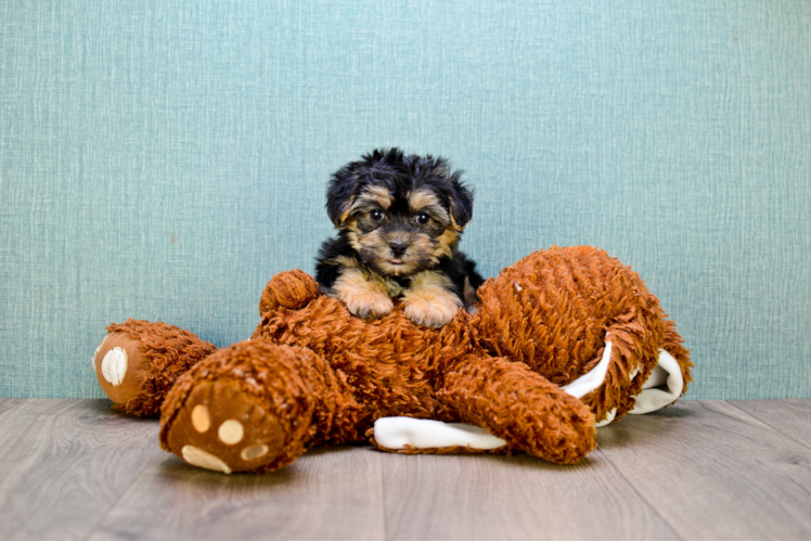 Morkie Pup Being Cute