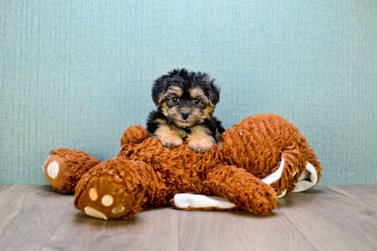 Morkie Pup Being Cute