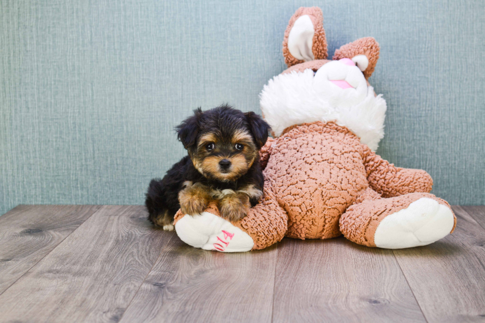 Morkie Pup Being Cute