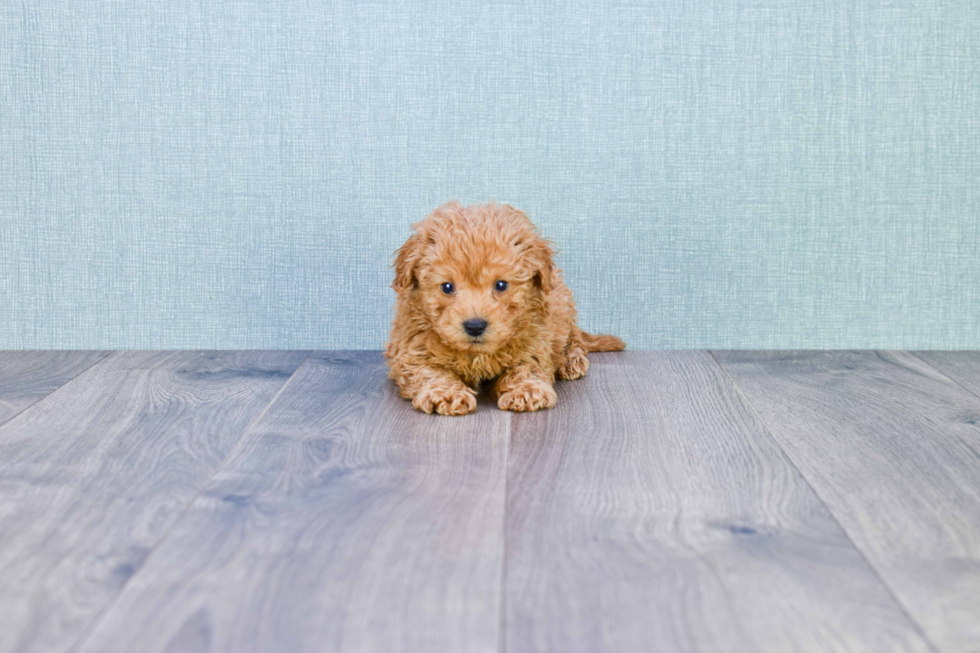 Petite Cavapoo Poodle Mix Pup