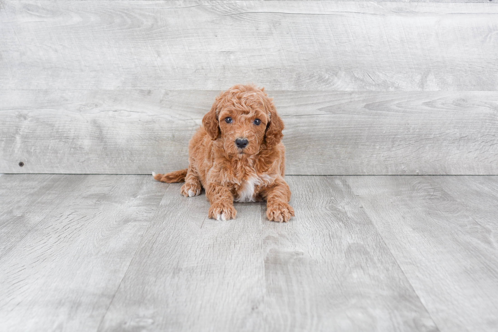 Mini Goldendoodle Puppy for Adoption