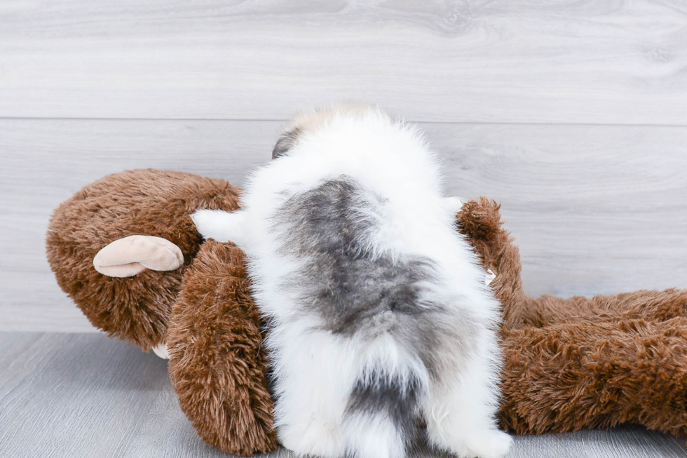 Best Pomeranian Baby