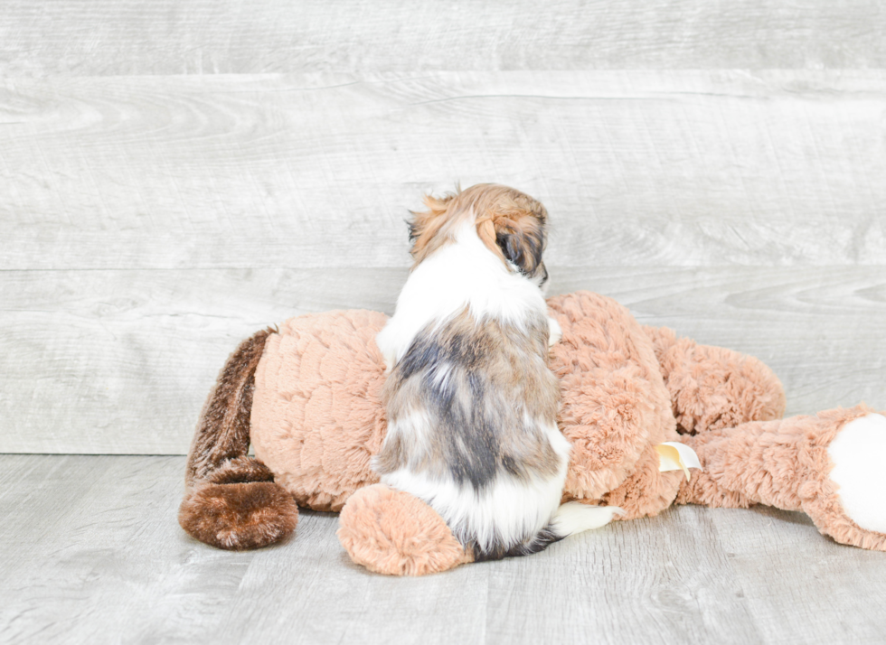Energetic Havanese Purebred Puppy