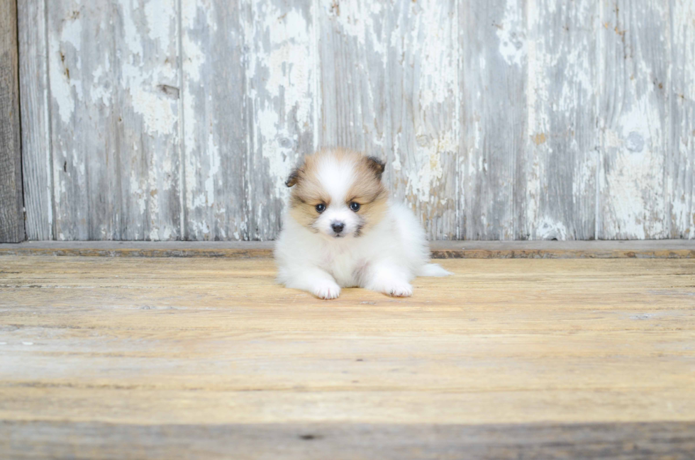 Pomeranian Puppy for Adoption