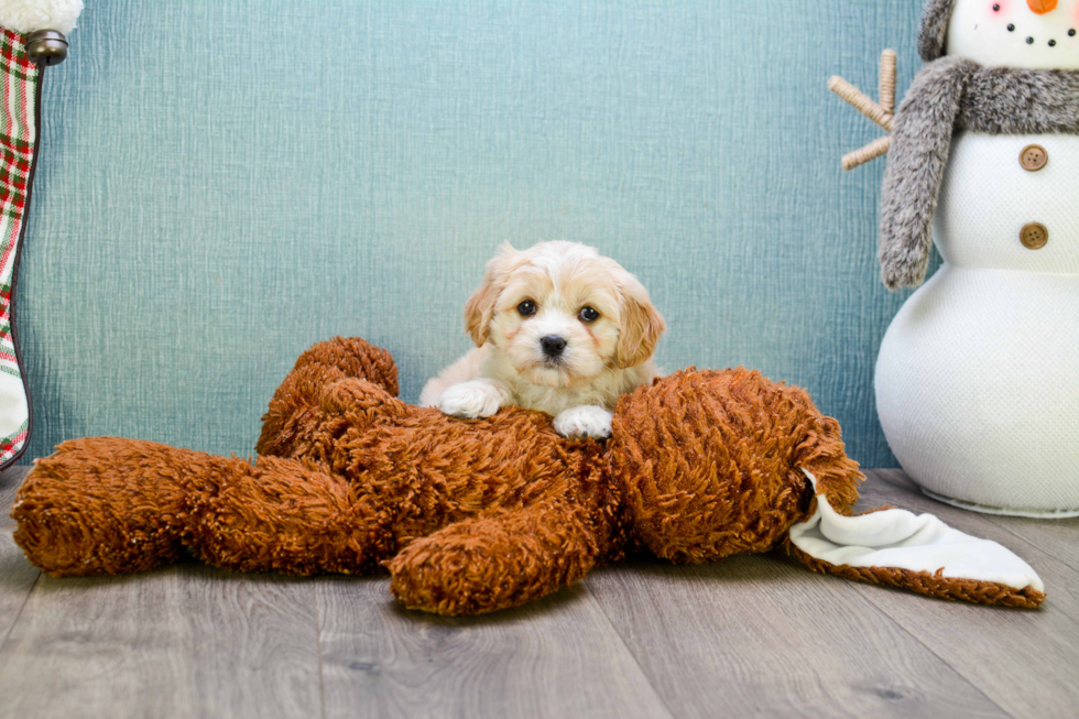 Energetic Cavalier Designer Puppy
