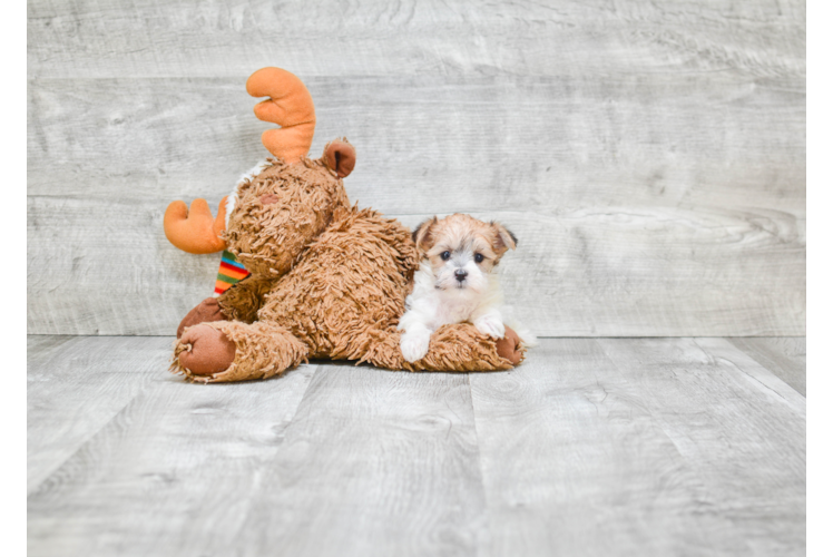 Adorable Yorkie Designer Puppy