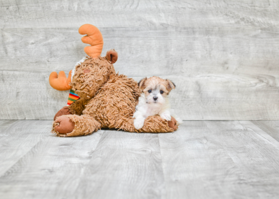 Adorable Yorkie Designer Puppy
