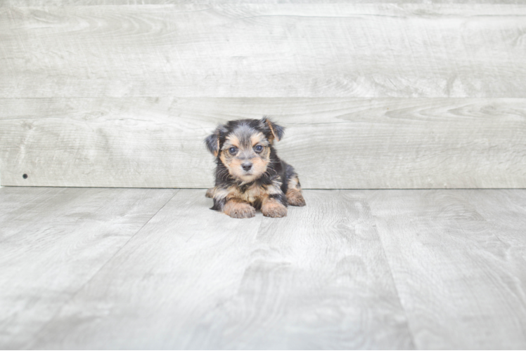 Petite Morkie Designer Pup