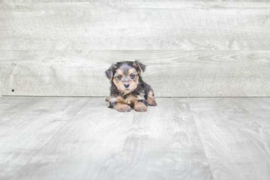 Petite Morkie Designer Pup