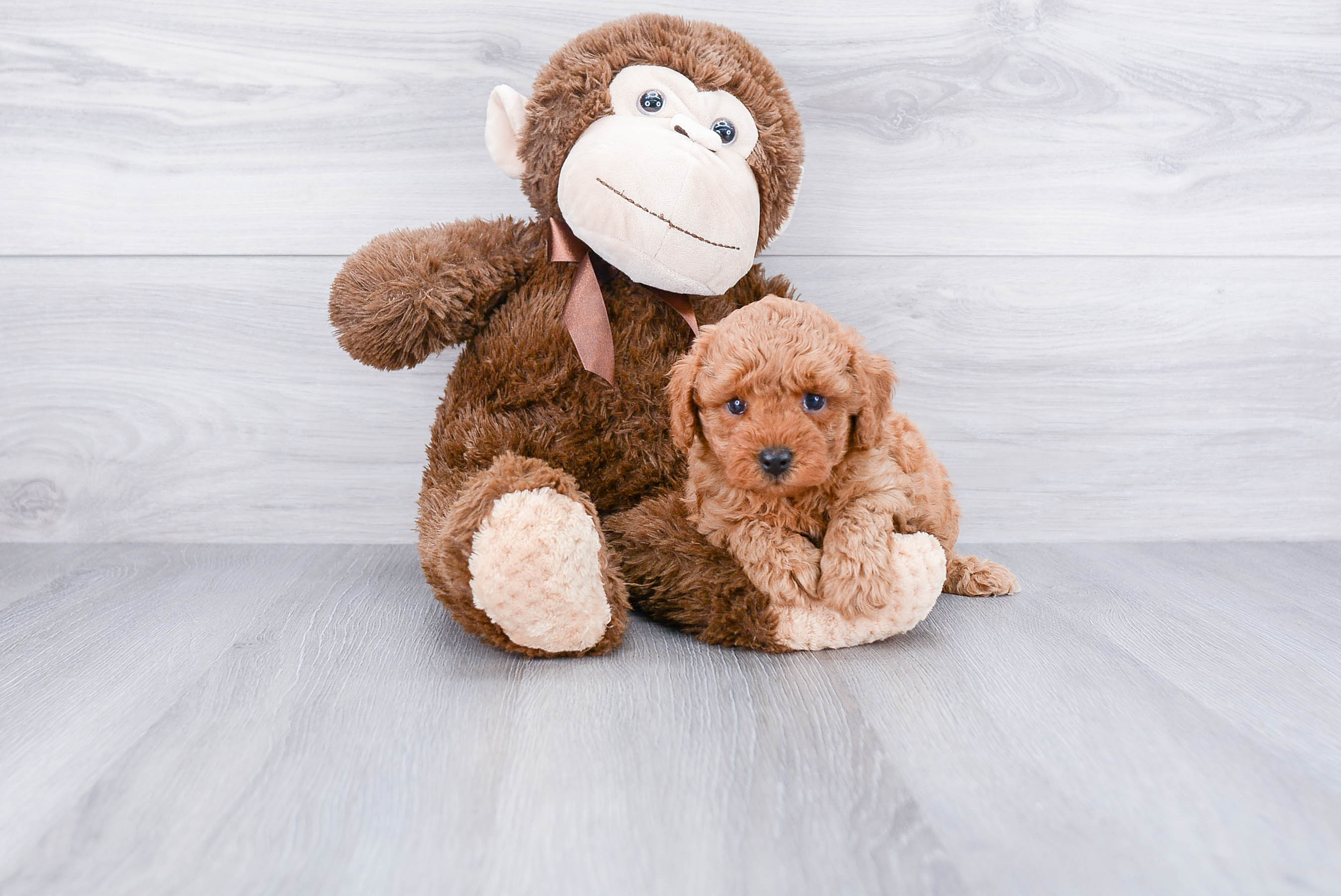 Poodle Puppy for Adoption