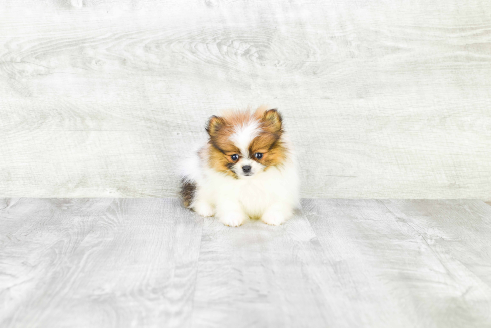 Pomeranian Puppy for Adoption