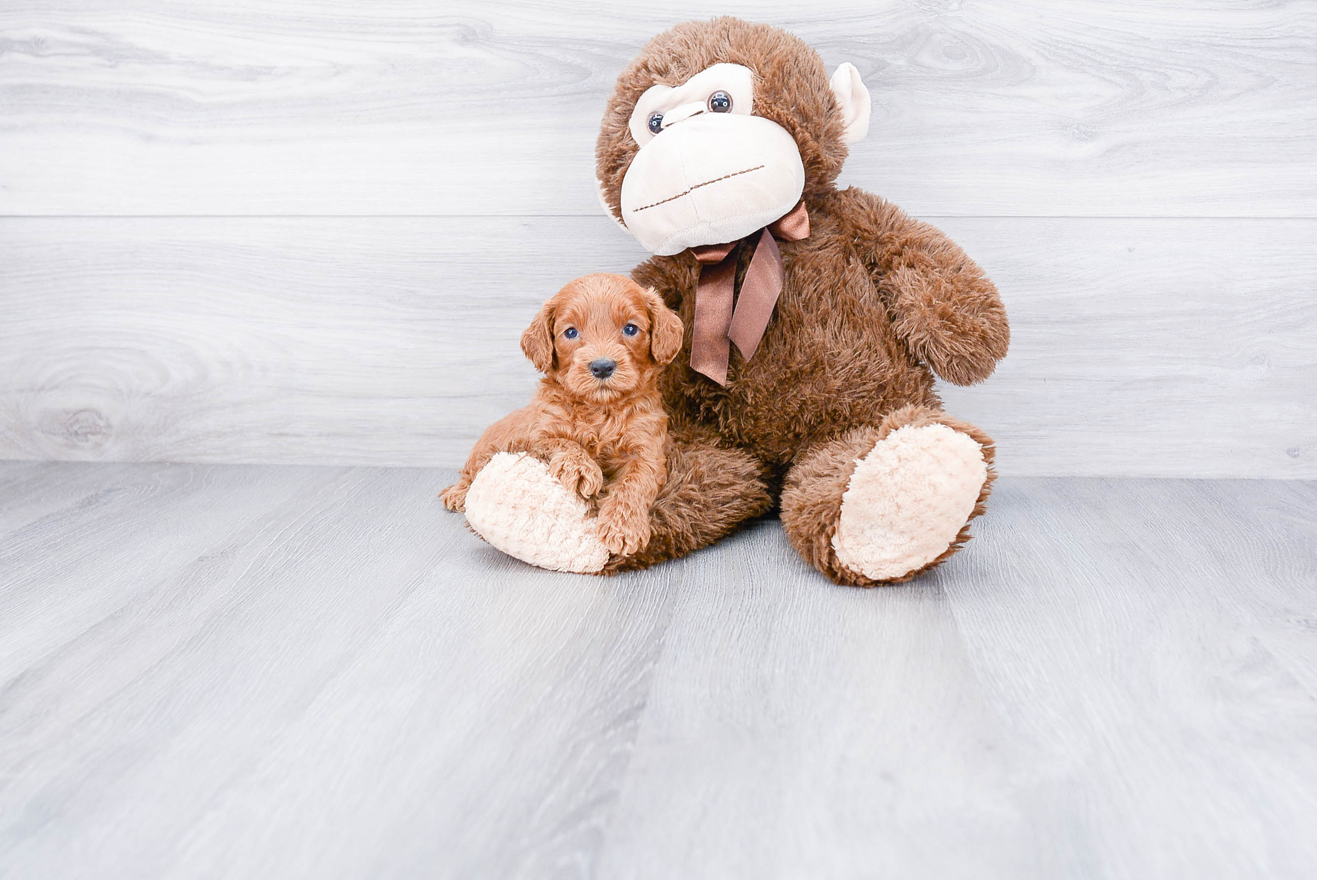 Cockapoo Puppy for Adoption