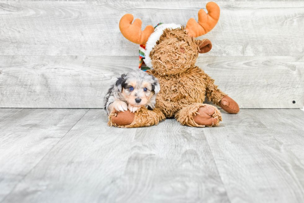 Mini Aussiedoodle Pup Being Cute