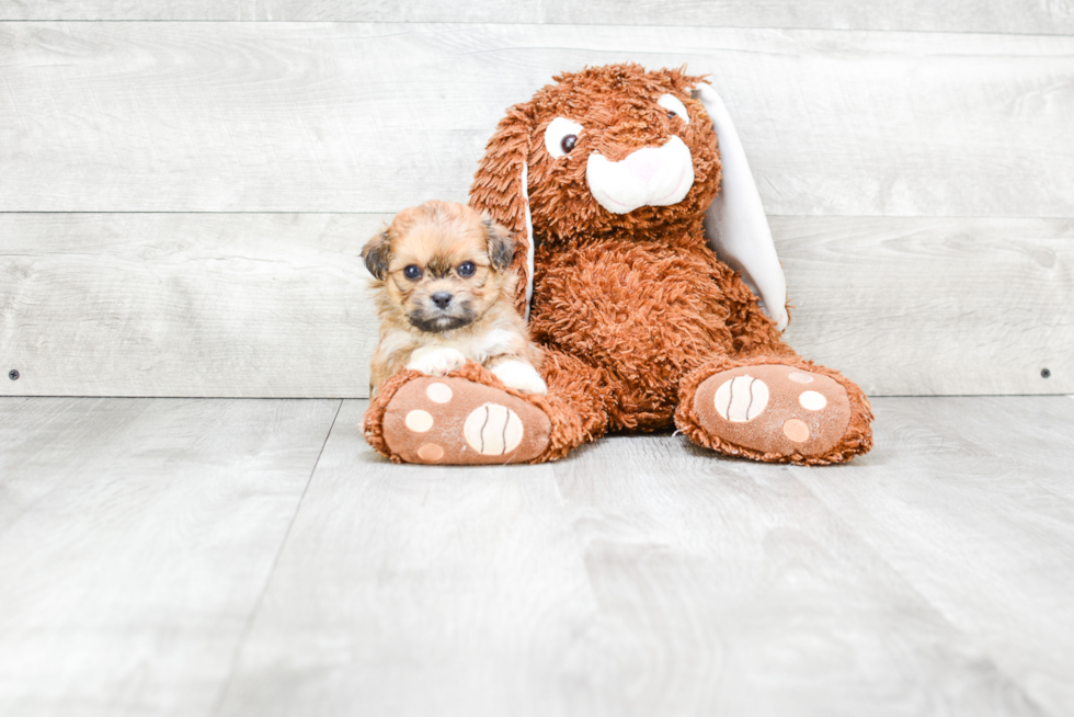 Teddy Bear Pup Being Cute