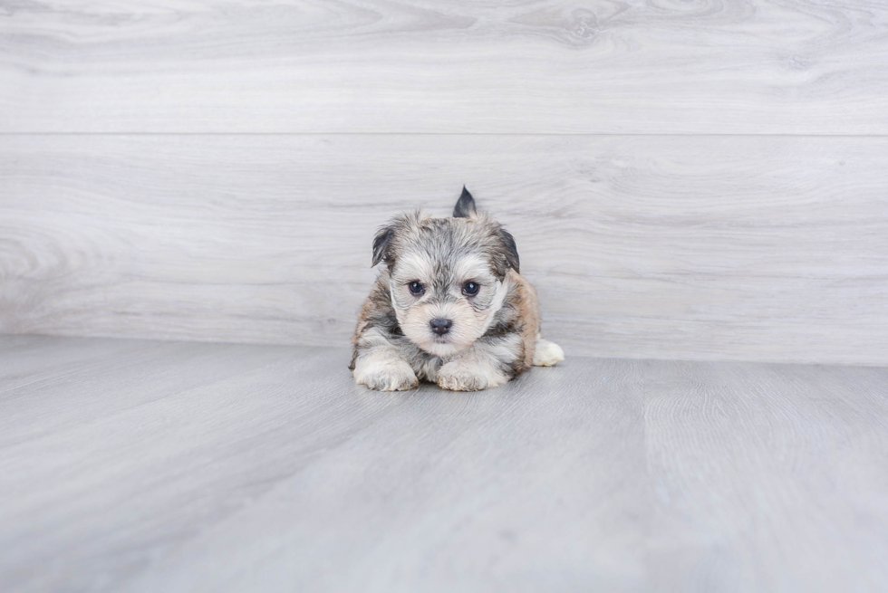 Morkie Pup Being Cute