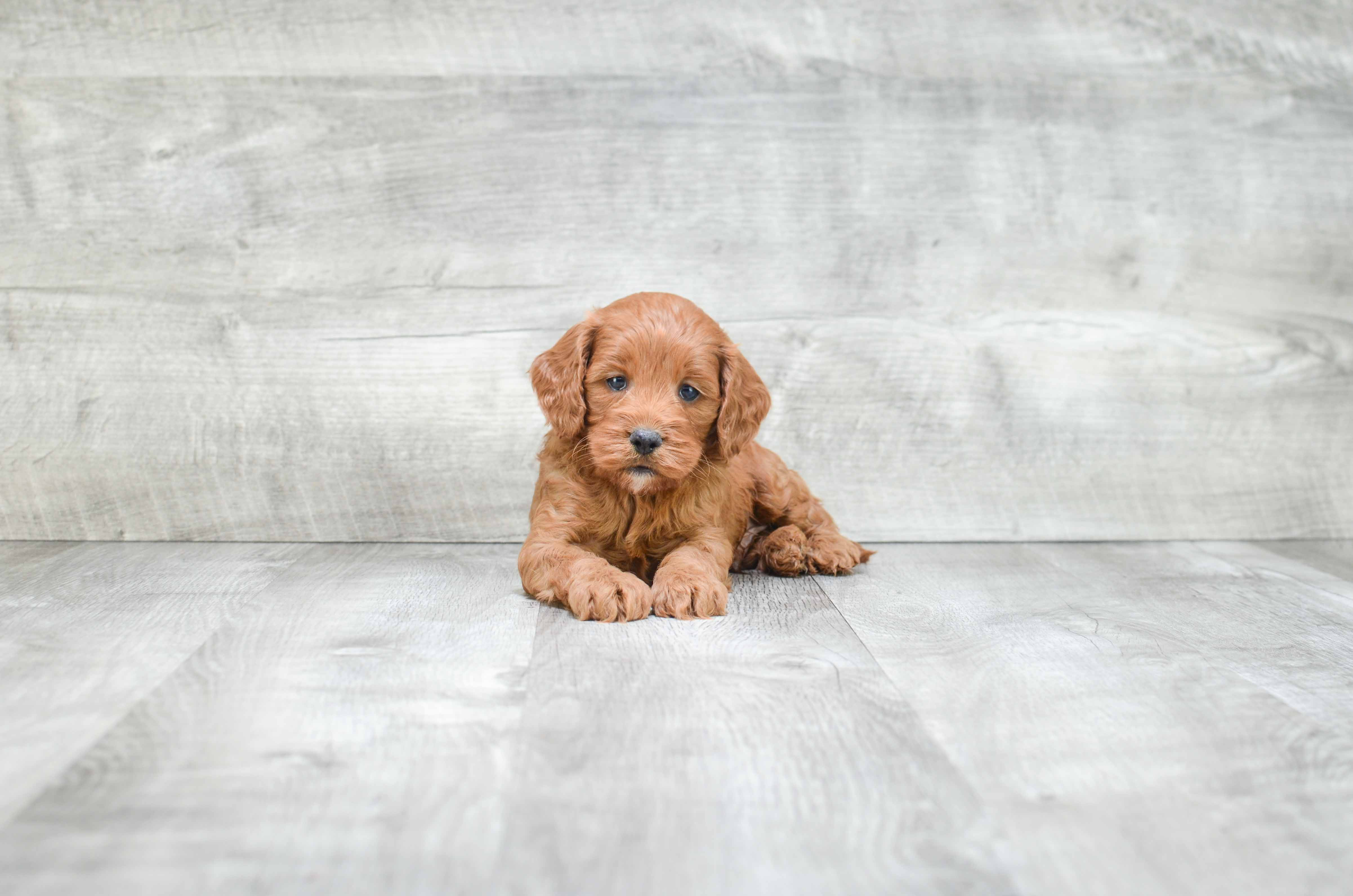 Smart Cockapoo Poodle Mix Pup