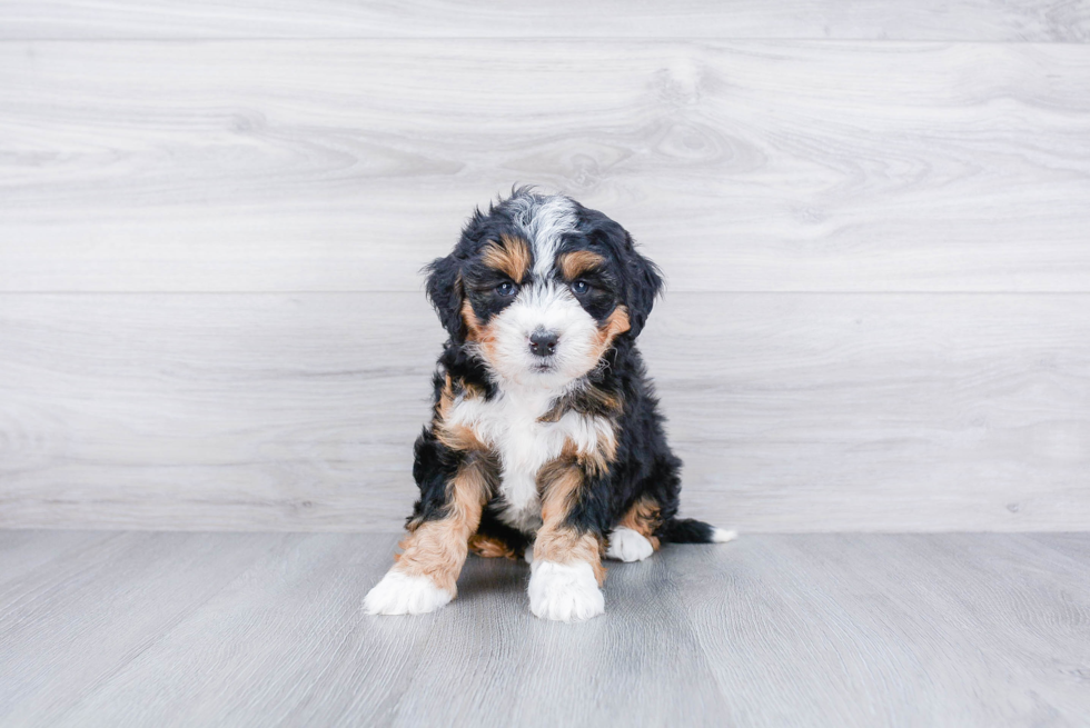 Adorable Bernadoodle Poodle Mix Puppy