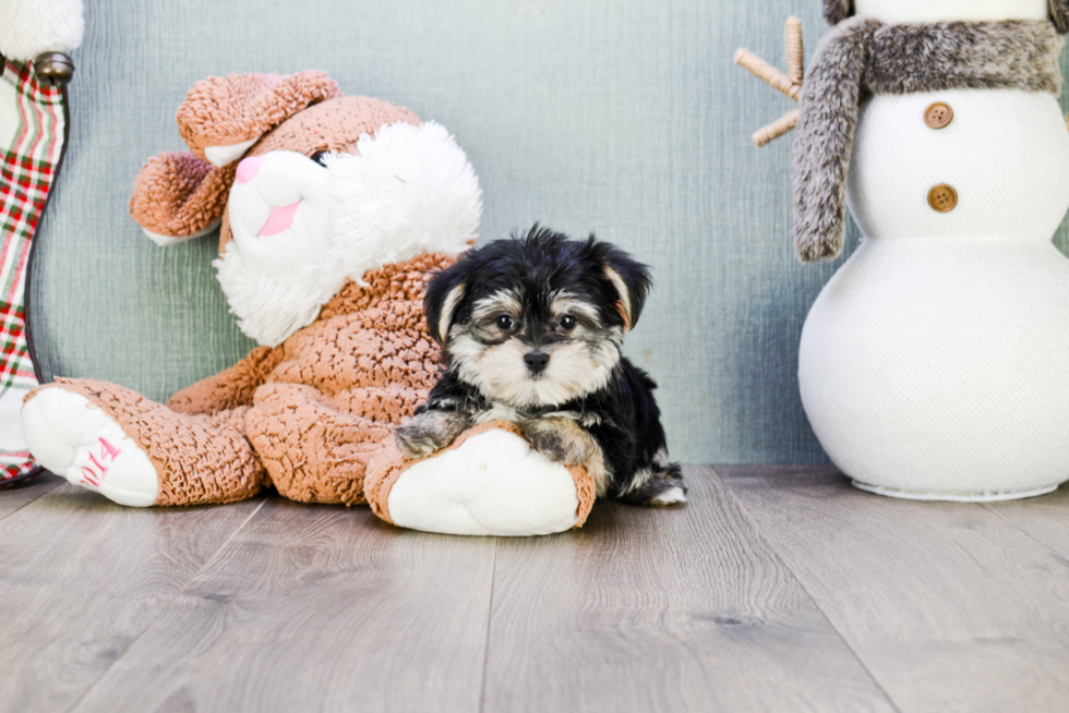 Smart Morkie Designer Pup
